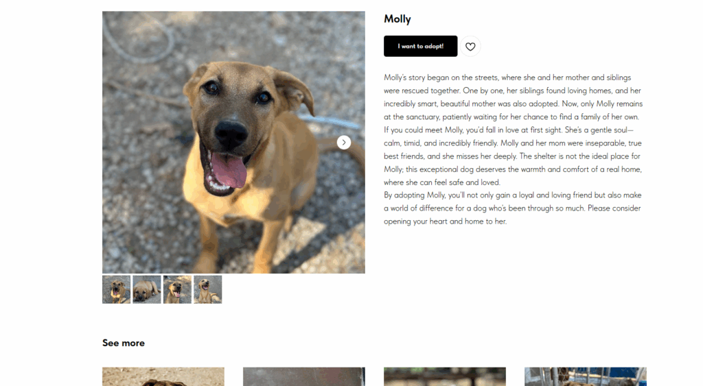 Molly Lovable Need a Home Dog Cyprus.png