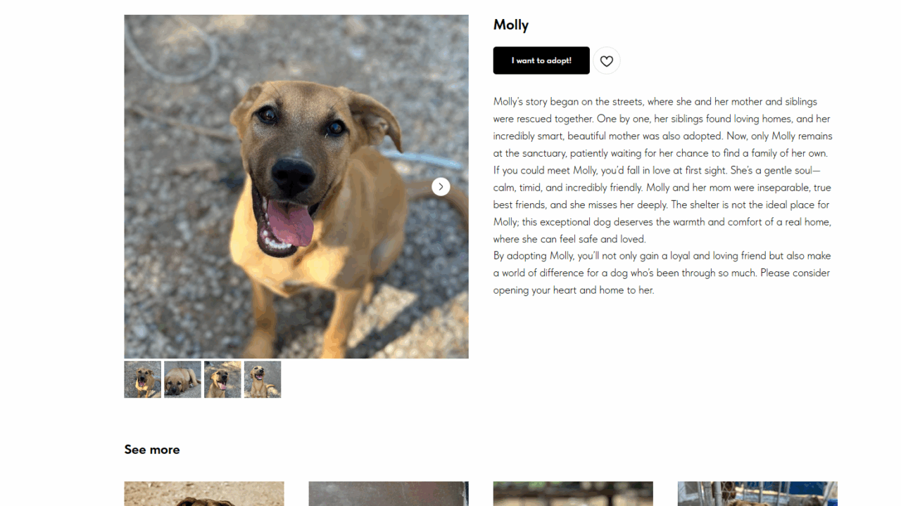 Molly Lovable Need a Home Dog Cyprus.png