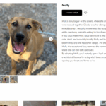 Molly Lovable Need a Home Dog Cyprus.png