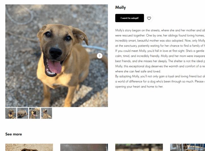 Molly Lovable Need a Home Dog Cyprus.png